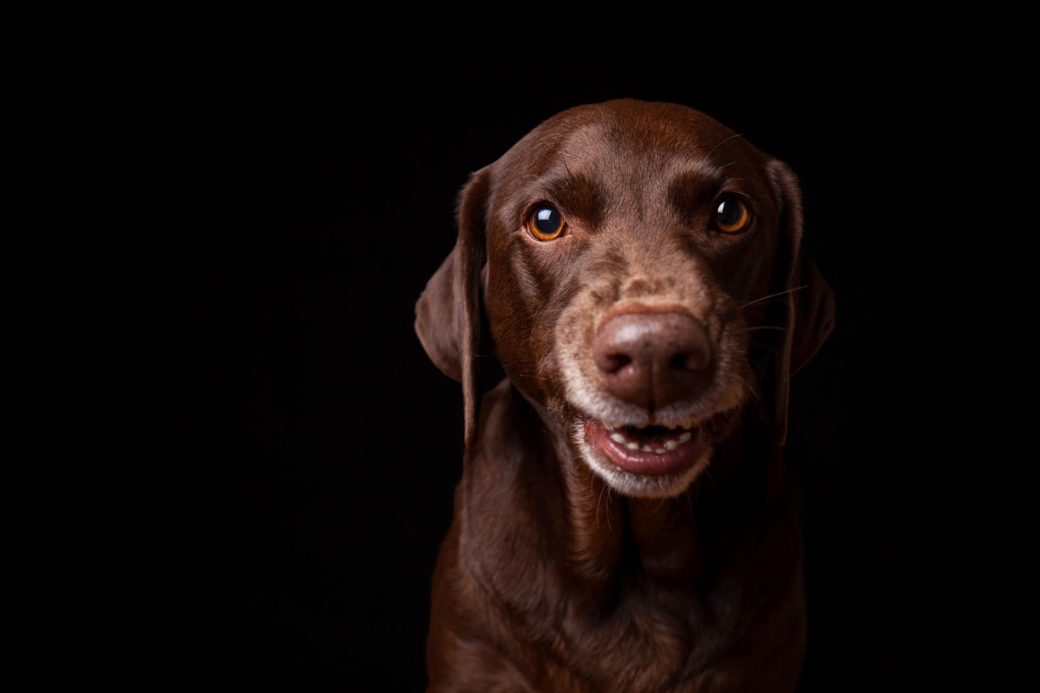 why-does-my-dog-show-his-teeth-to-me