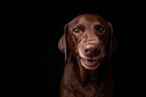 Dog growling