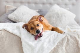 dog licking couch and pillows