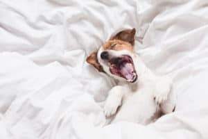 cute dog sleeping and yawning on bed