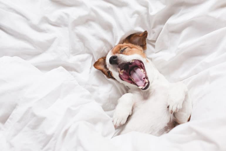 Do dogs poop in their sleep?