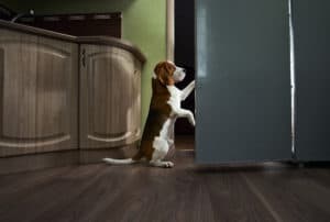 beagle in kitchen