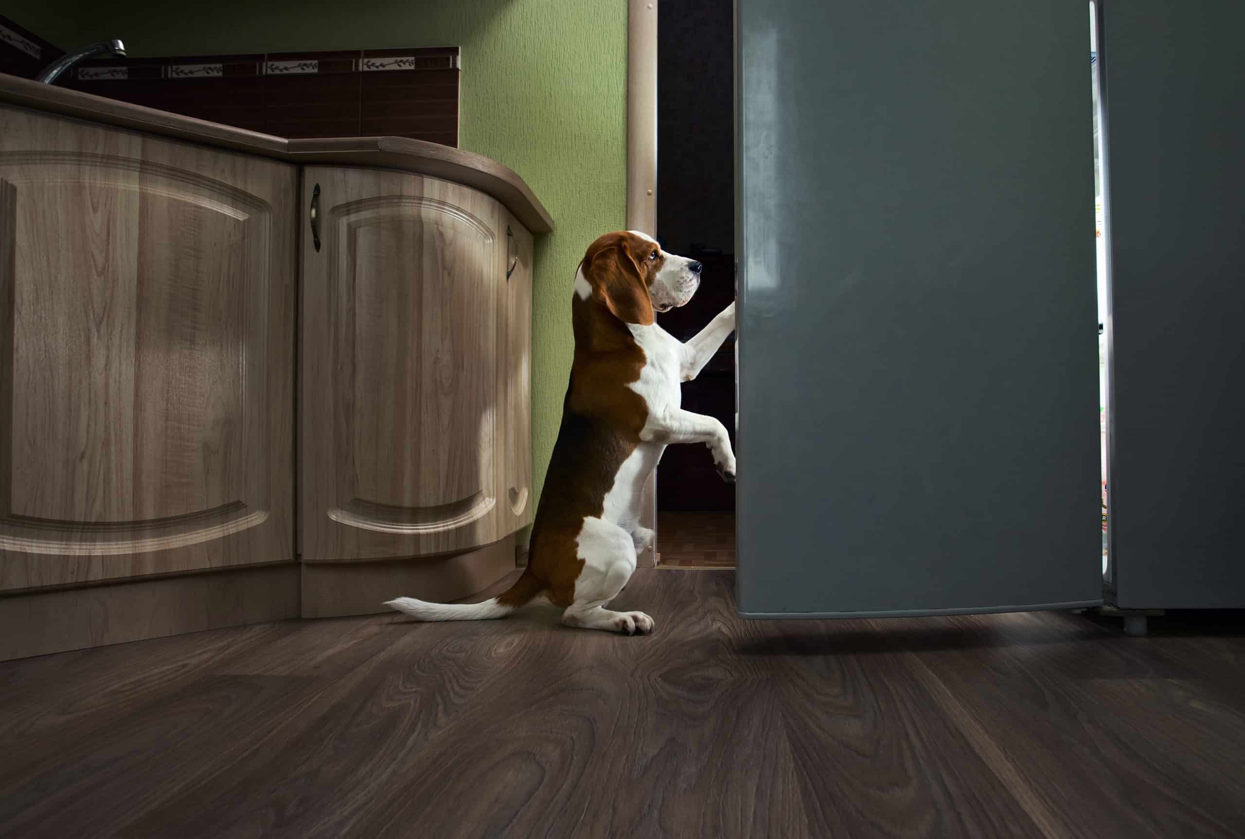 Why does my dog open doors? (How to Stop)