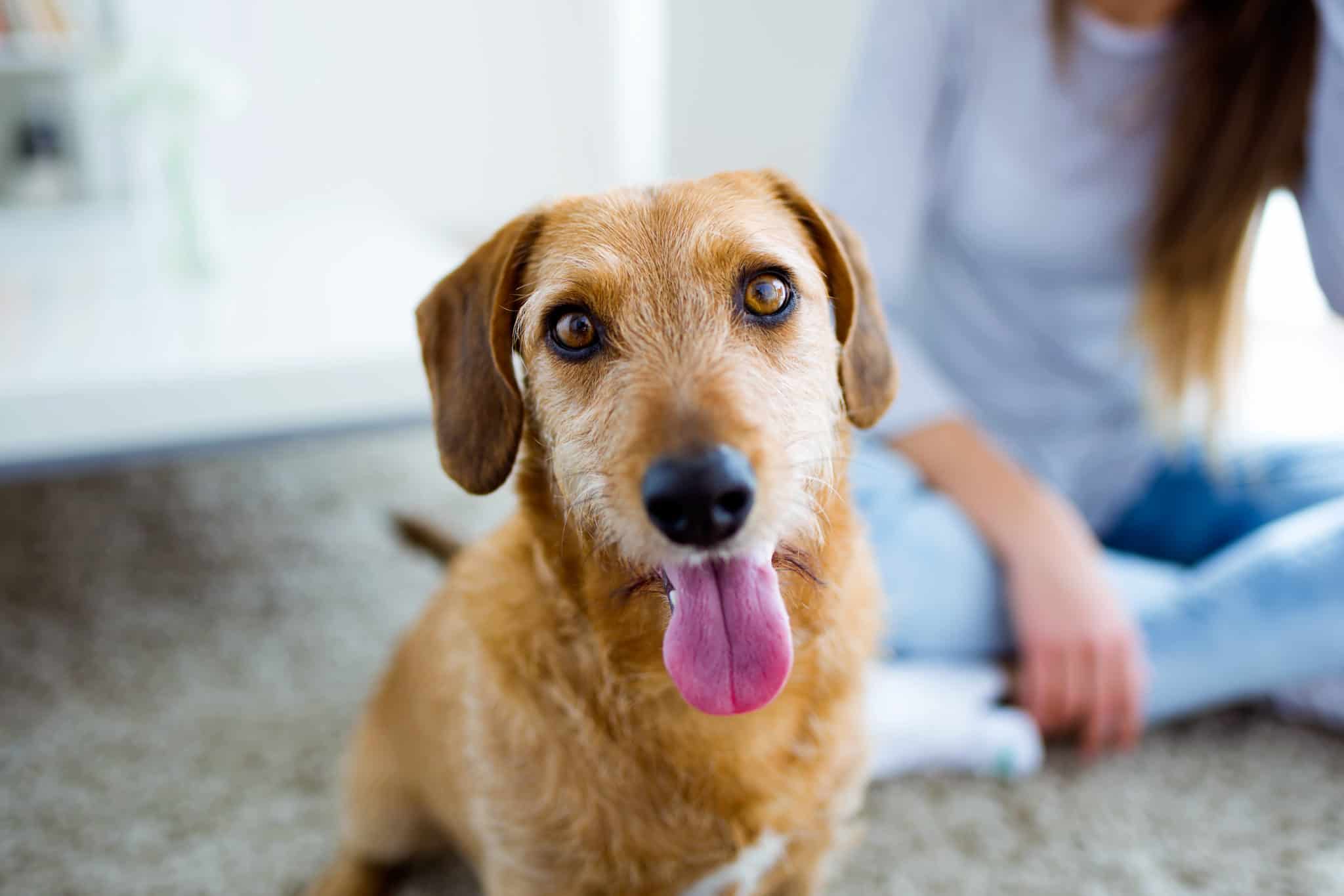 What Happens If My Dog Eats Mouldy Food