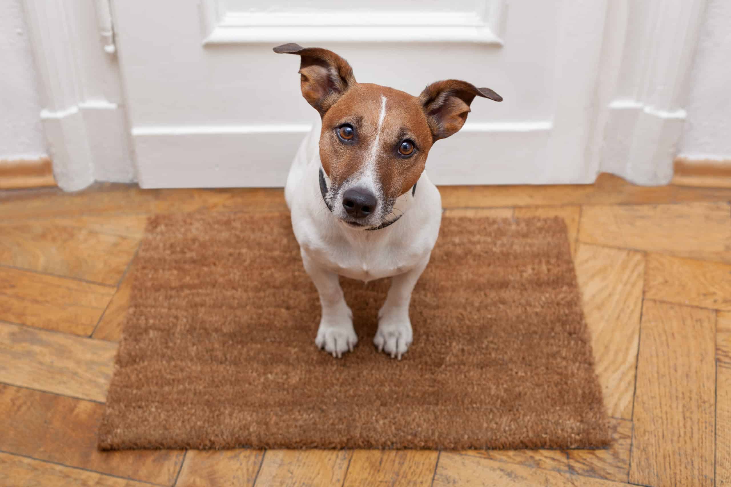 Should you let your dog roam the house?