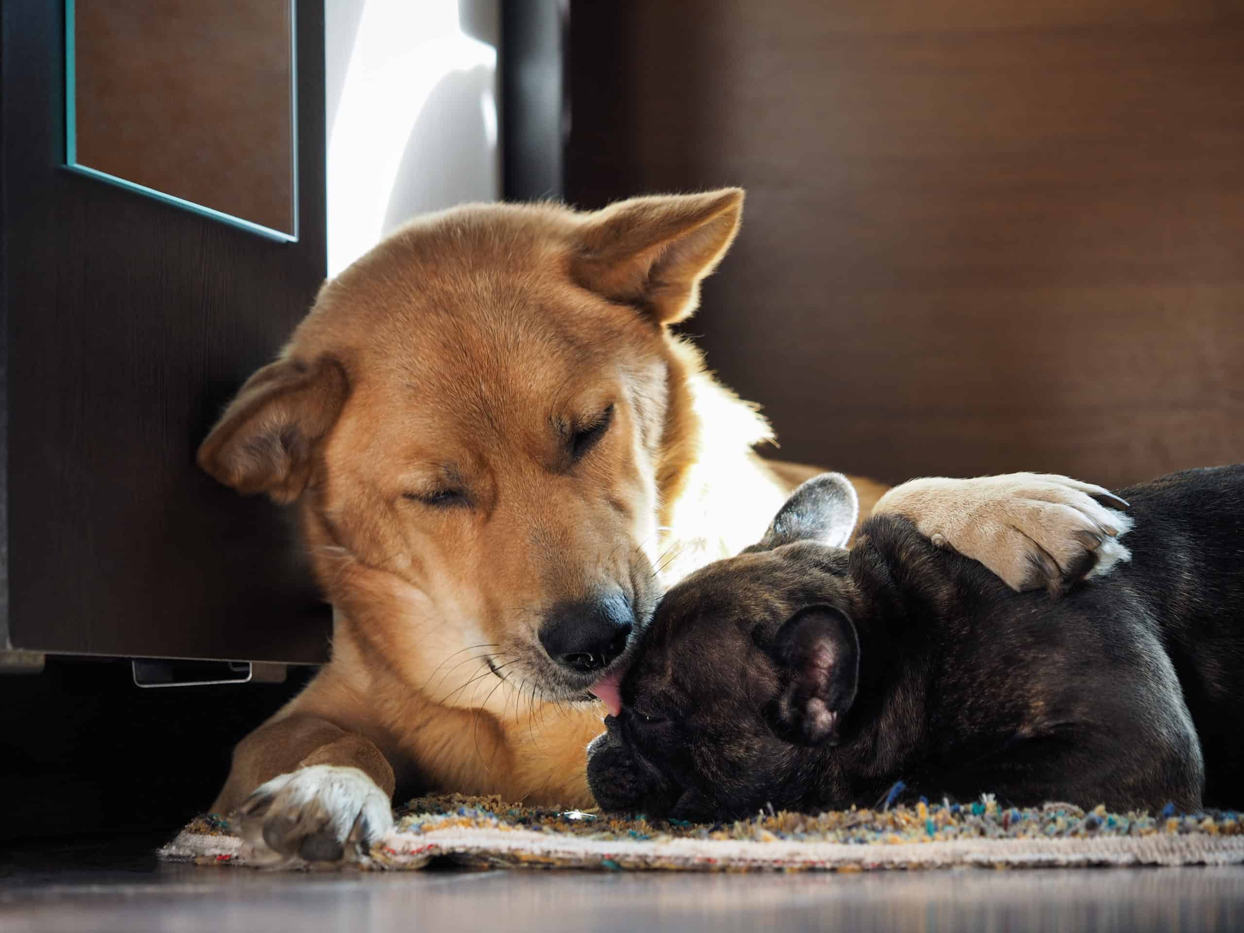 Huge dog affectionately hugs and licks little dog