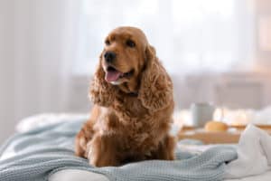 Cute Cocker Spaniel dog with warm blanket on bed at home. Cozy winter