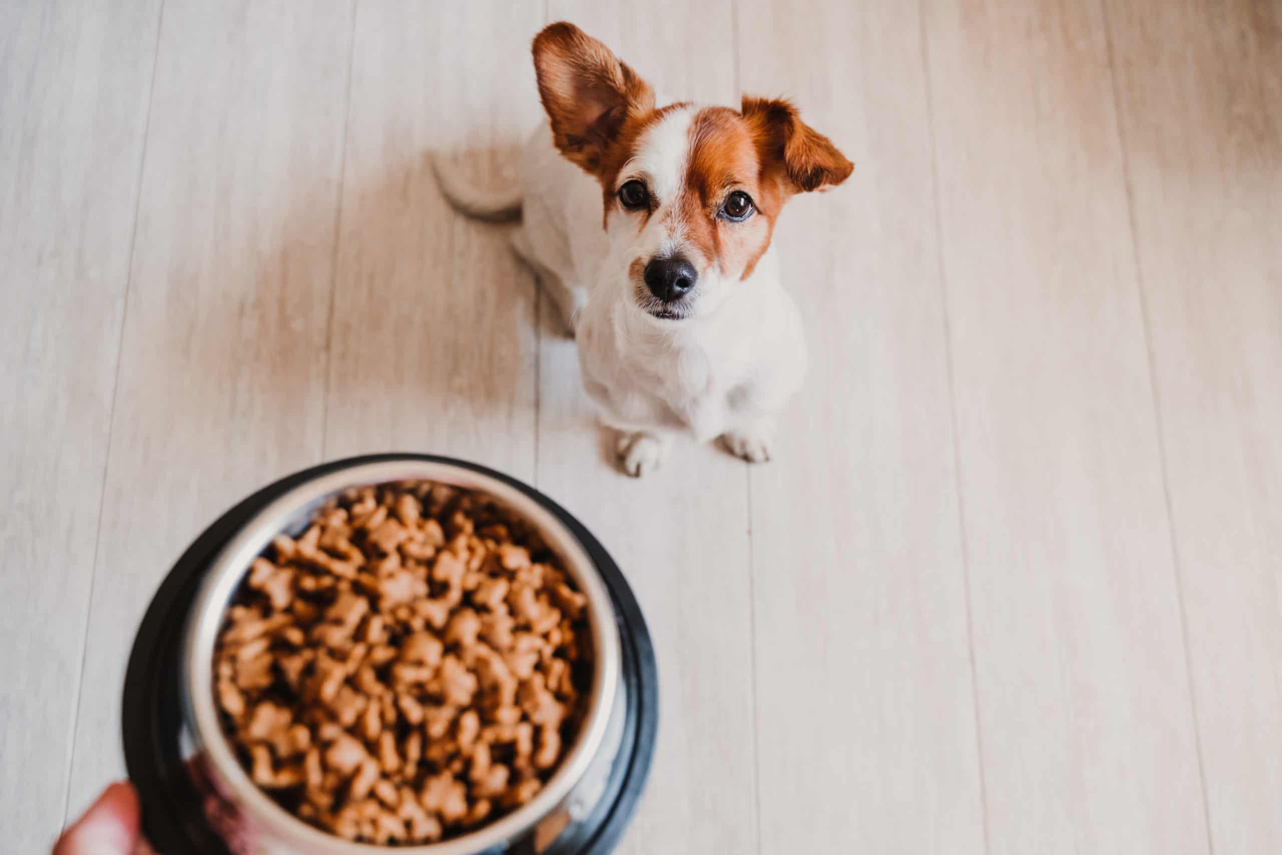 How long should you leave dog food out?