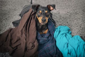Dog around clothes