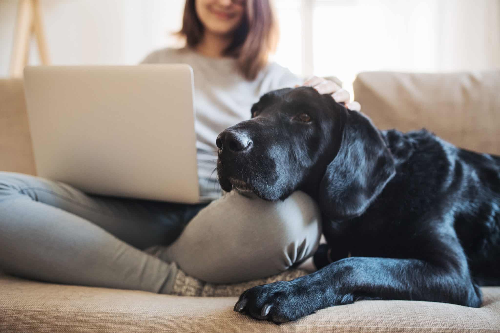 Why won’t my dog jump on the couch?