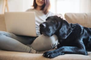 Dog on owner