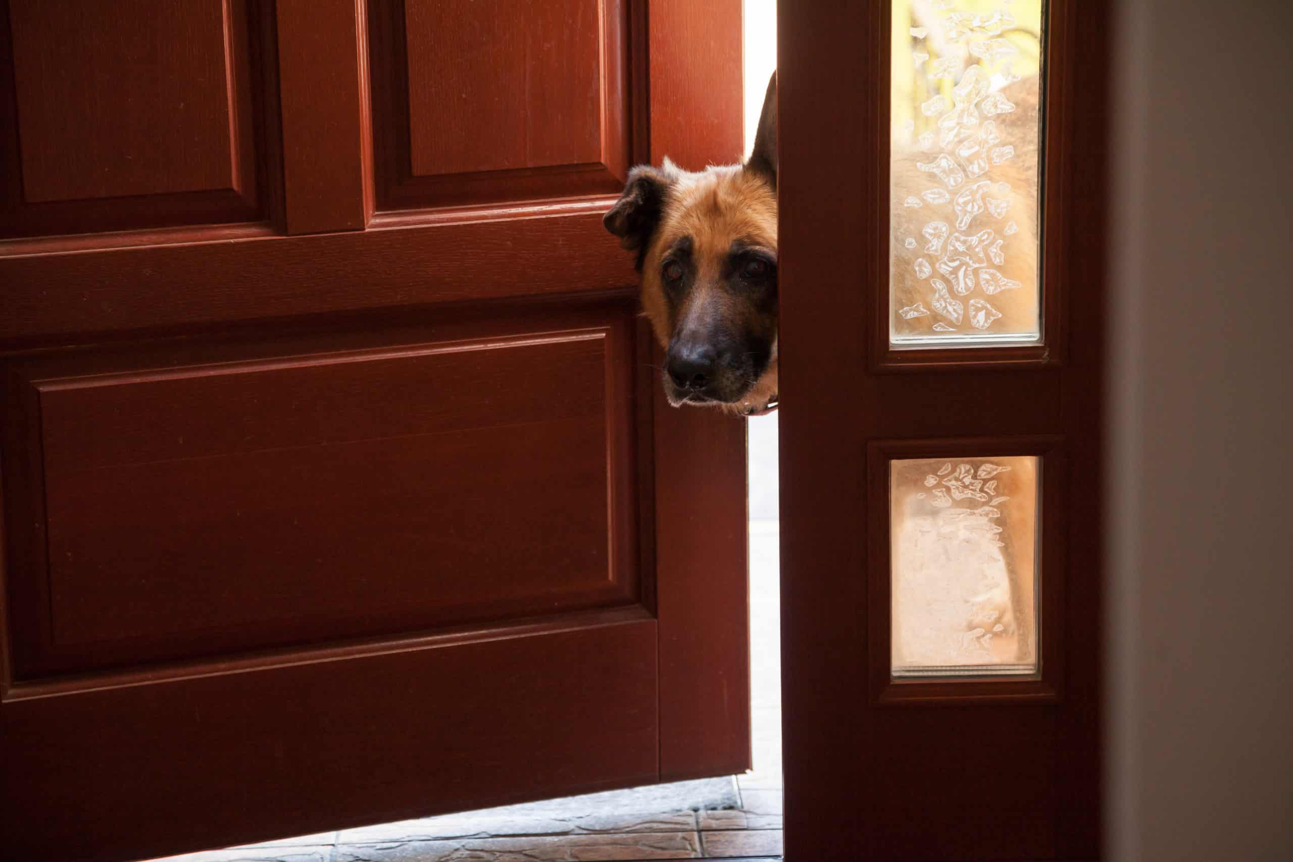 Why does my dog stay at the door in the house