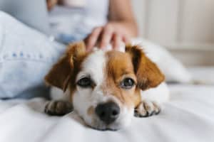Dog on bed