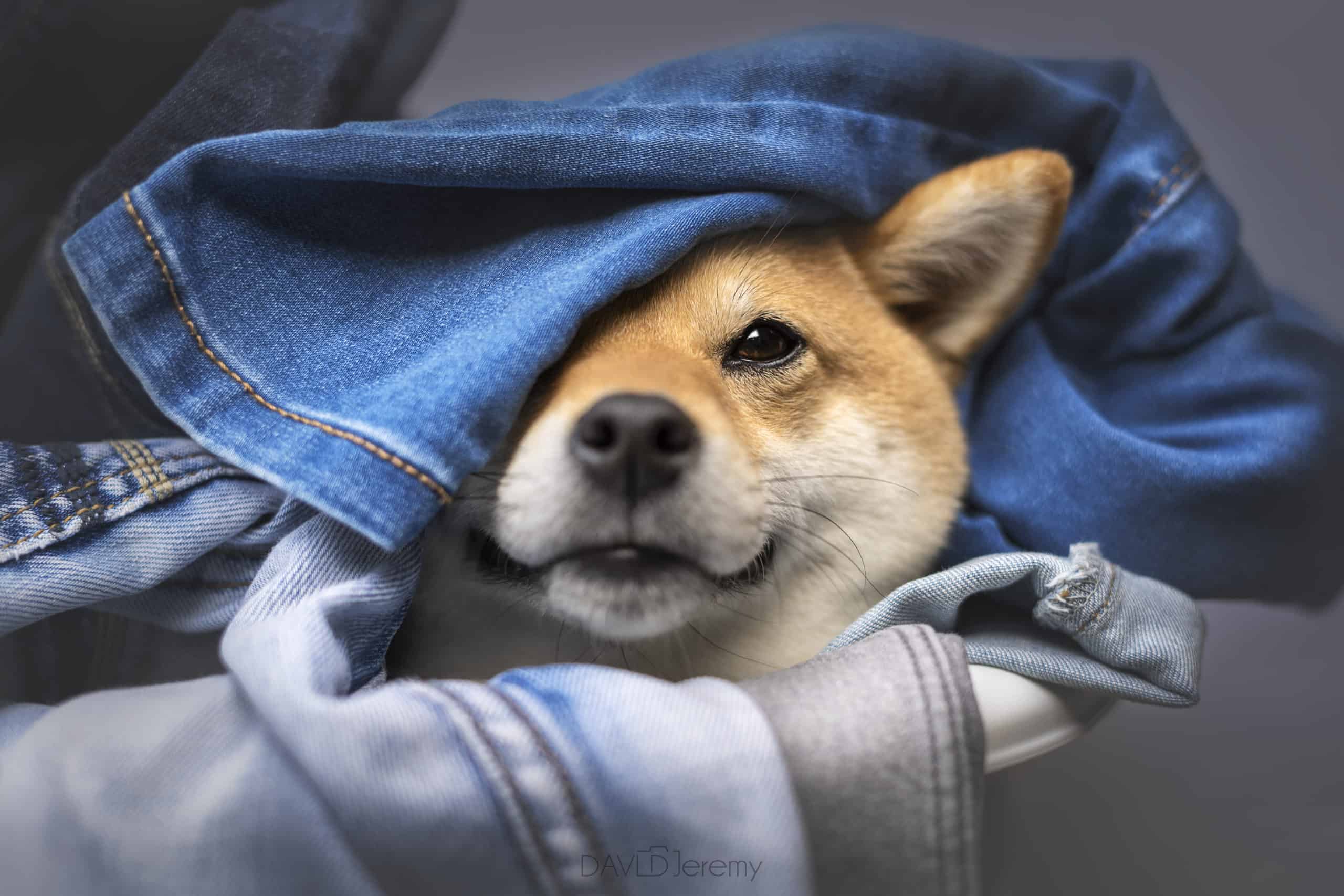 Why does my dog sniff my clothes?