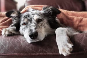 Border collie Australian shepherd dog canine on brown leather couch under blanket looking sad bored lonely sick ill tired exhausted hopeless