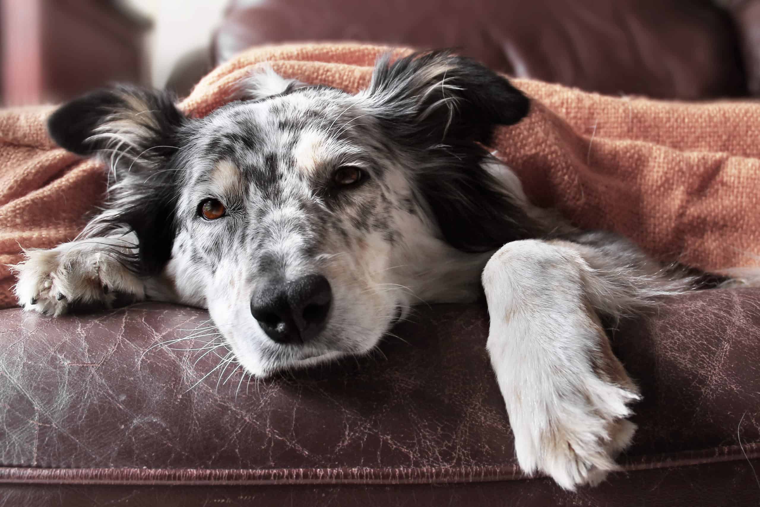 Do dogs get depressed when in heat?