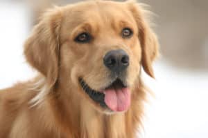 Golden Retriever dog