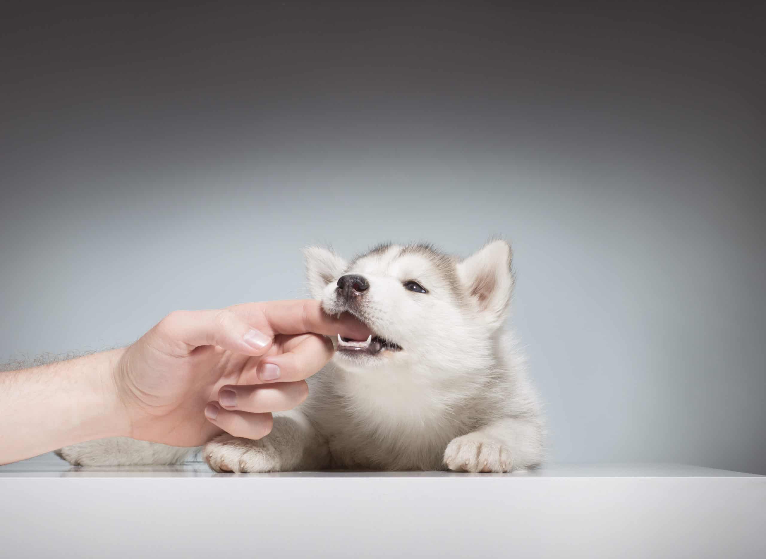husky puppy biting playing human hand