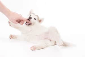 Young husky puppy laying playing with human finger hand