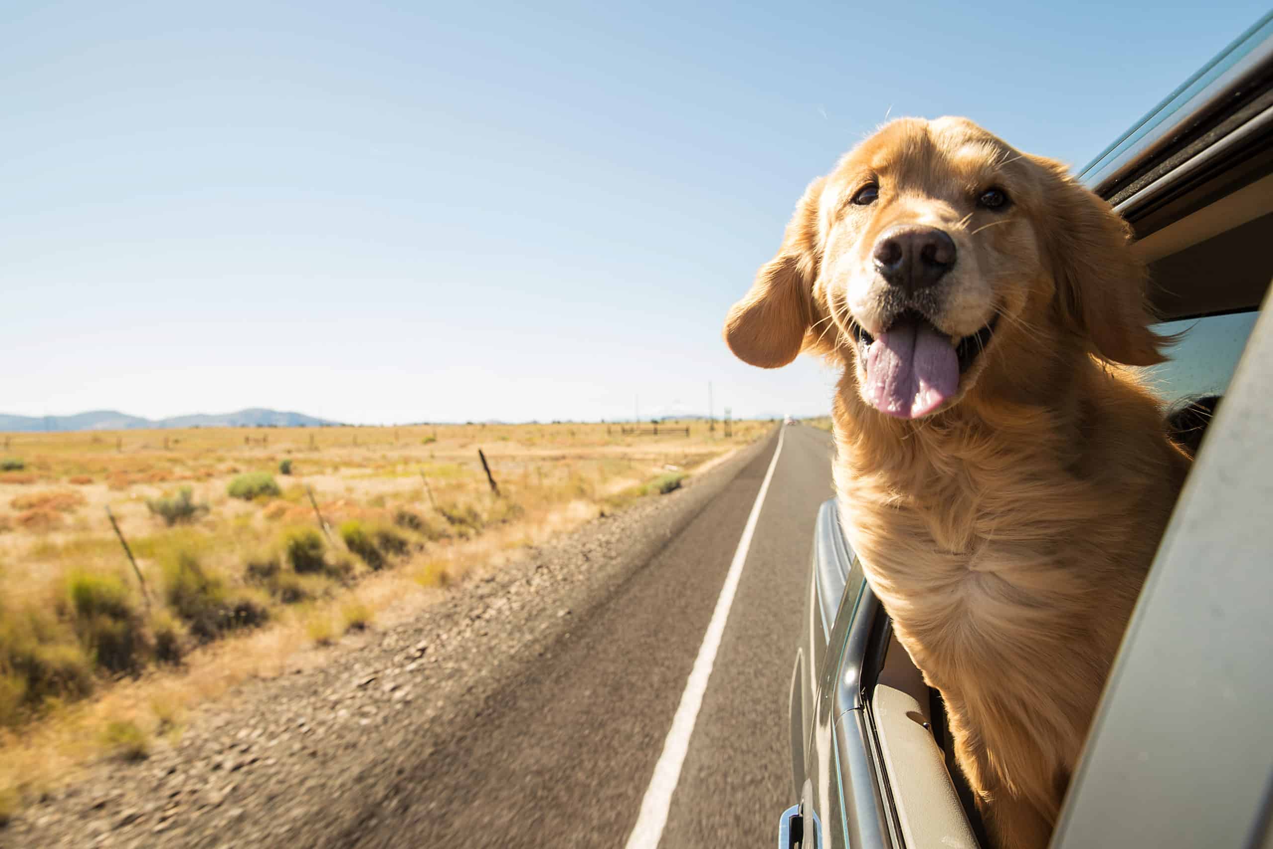 Are cloth or leather car seats better for dogs?