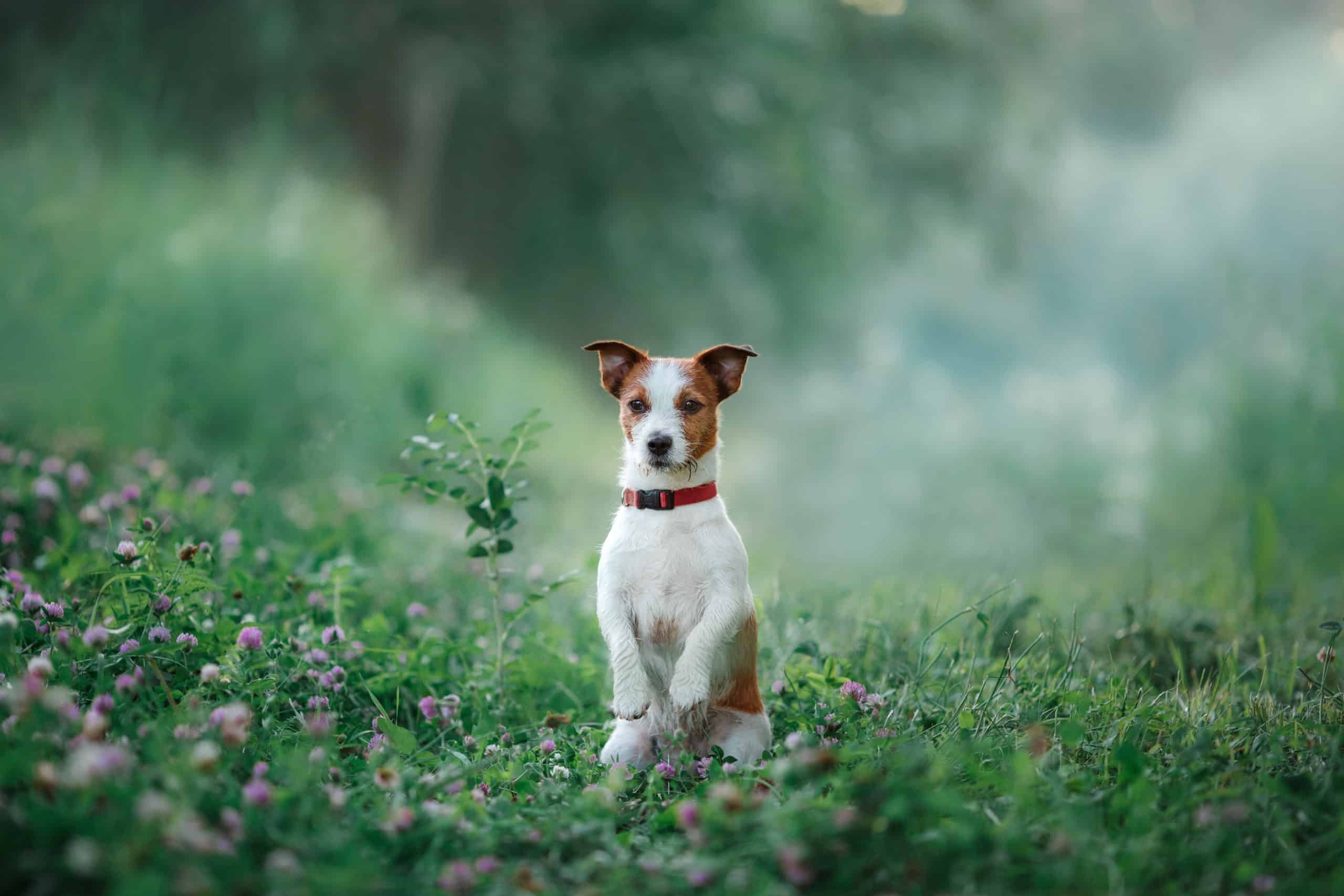 can dogs stay outside in the rain