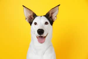 Funny Andalusian ratonero dog on yellow background