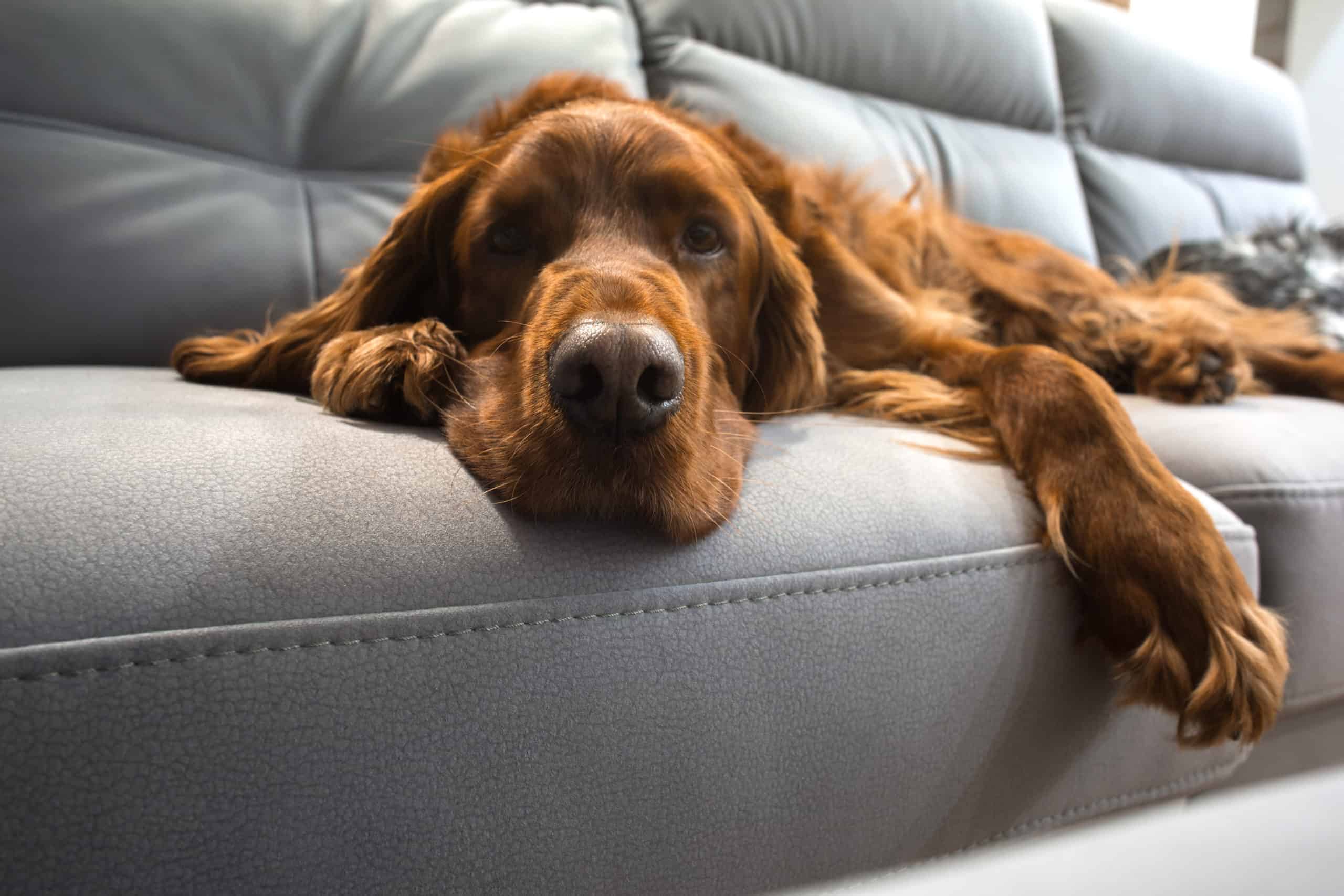 Why does my dog smell different when sleeping?