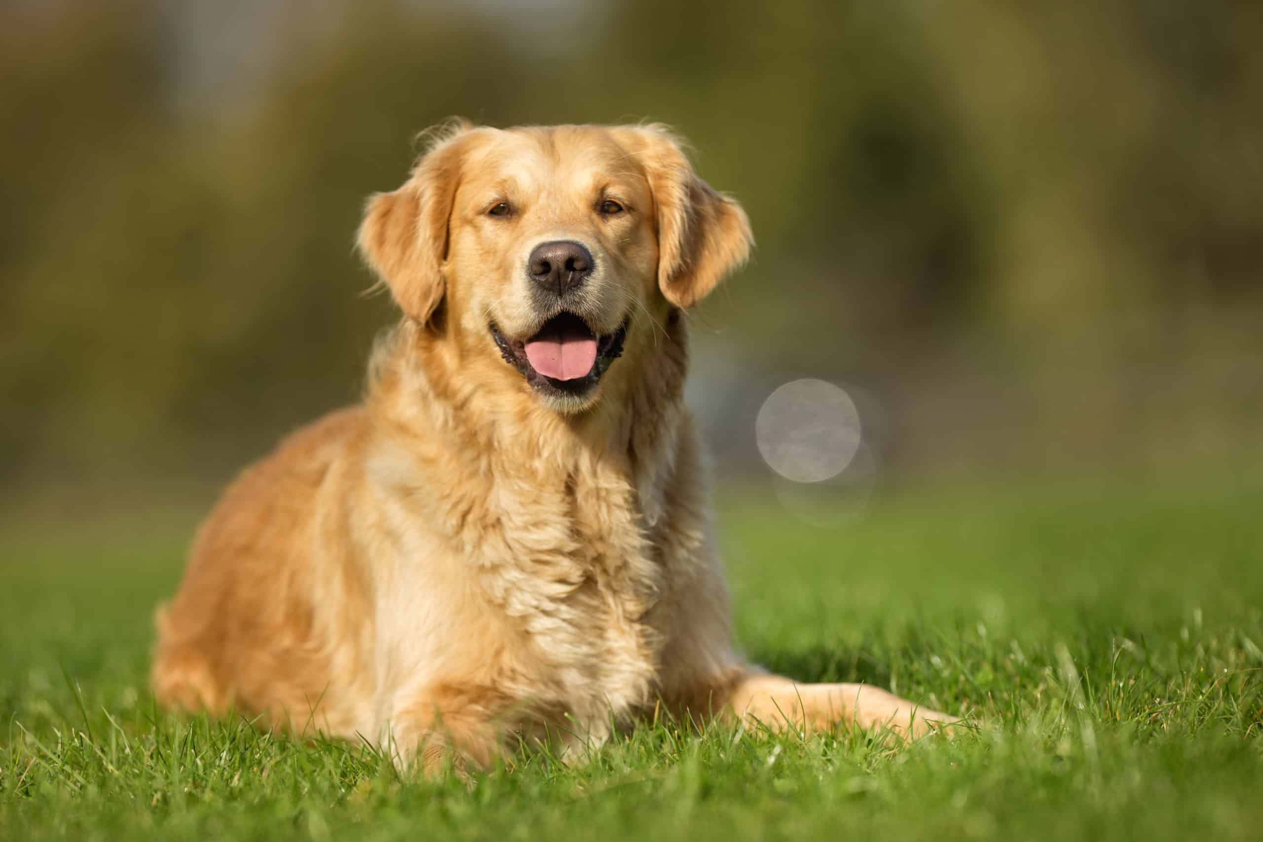 farm dog dog golden retriever