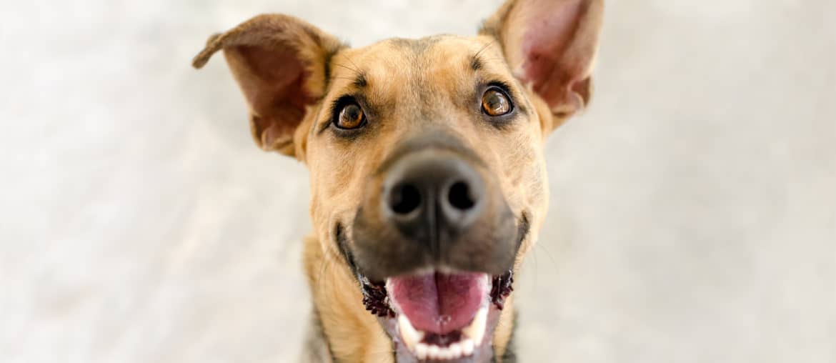 Happy Dog