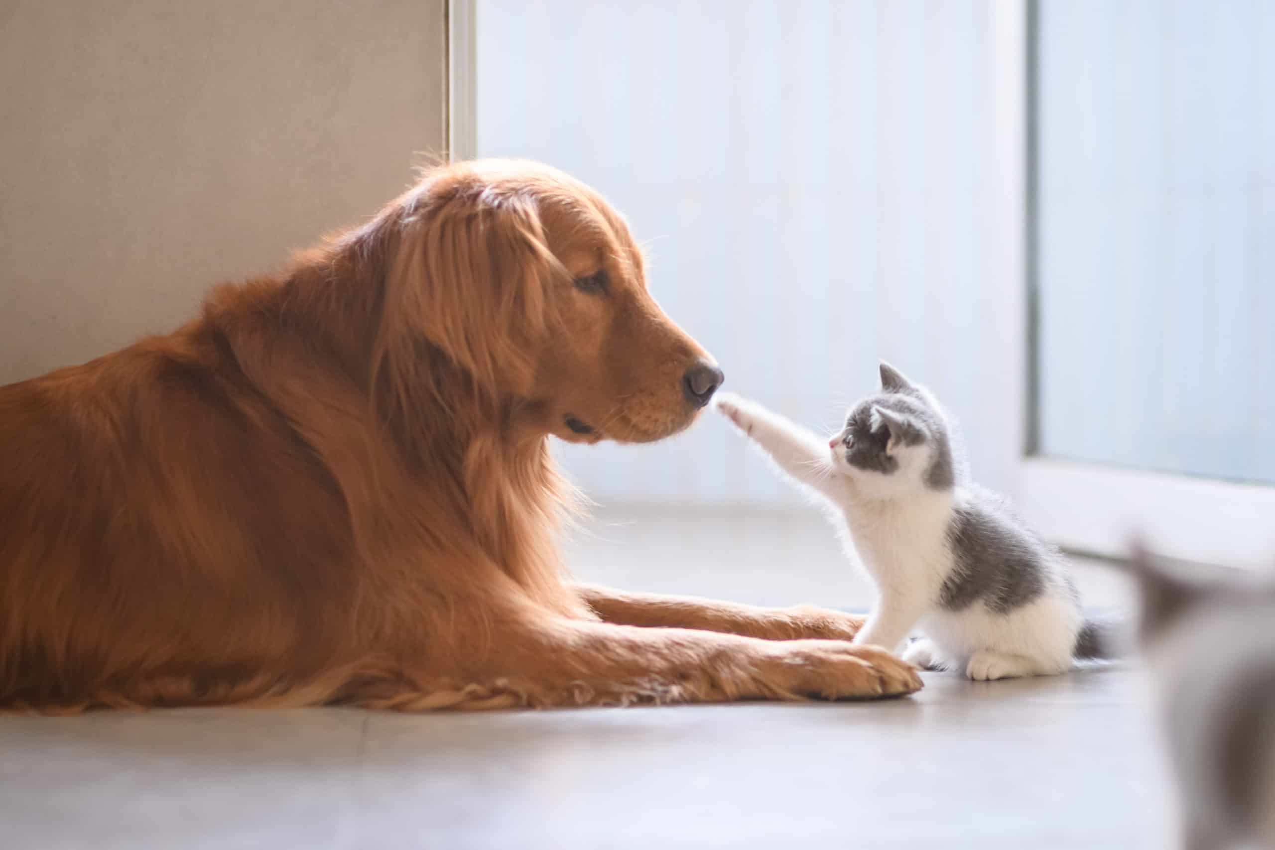 a cat really really scared of a dog