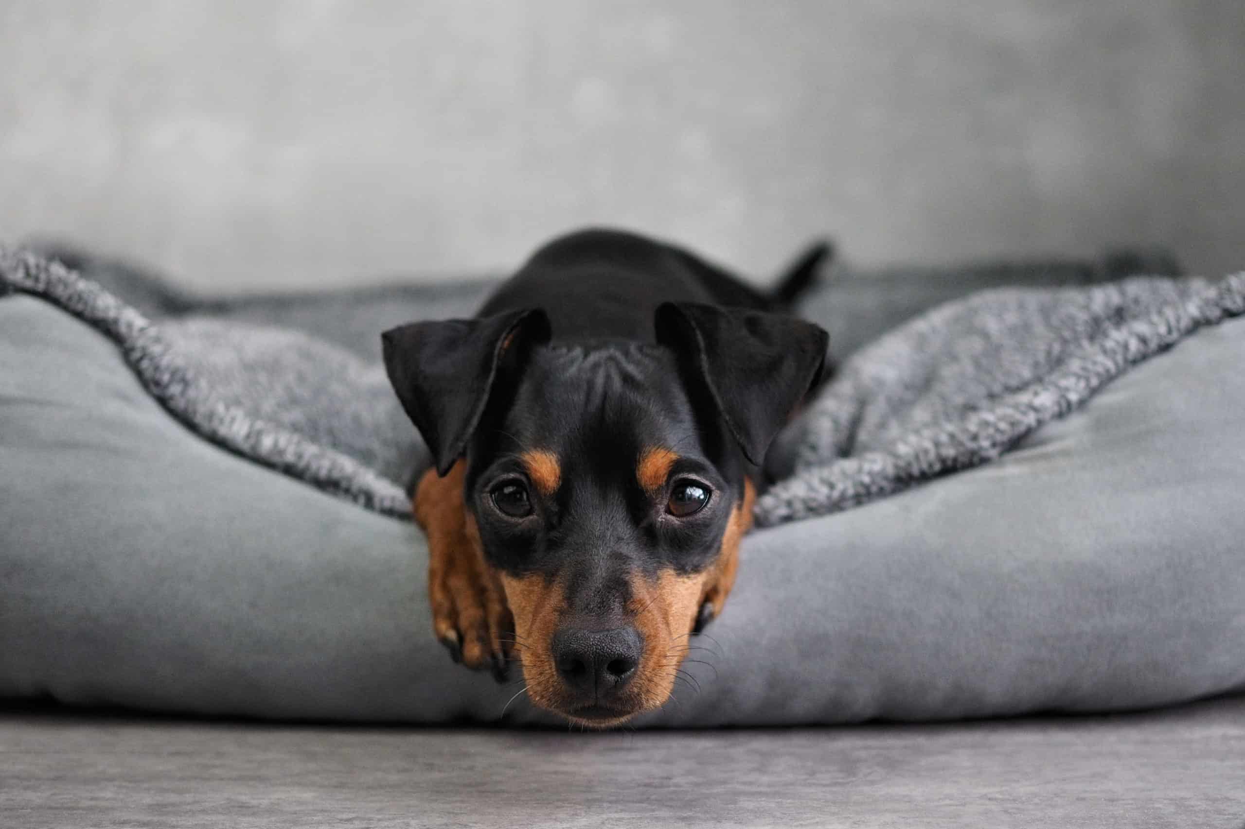 Why does my dog suddenly hate his bed?