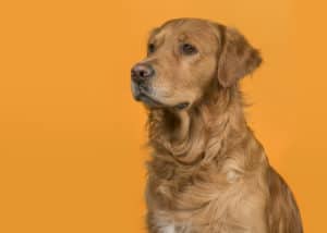 Portrait of a pretty male golden retriever dog looking to the left on an orange background