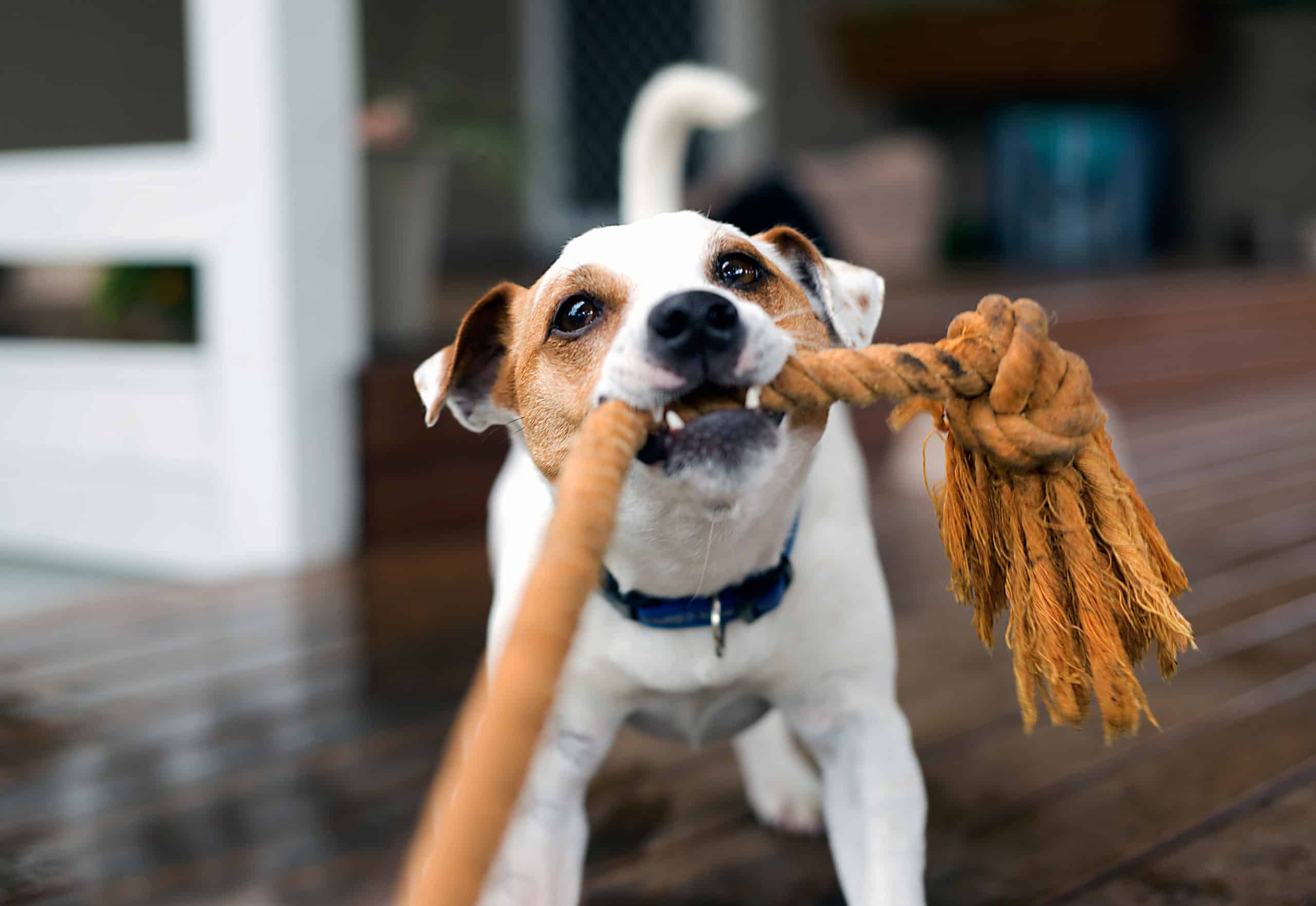 can you play tug of war with a puppy