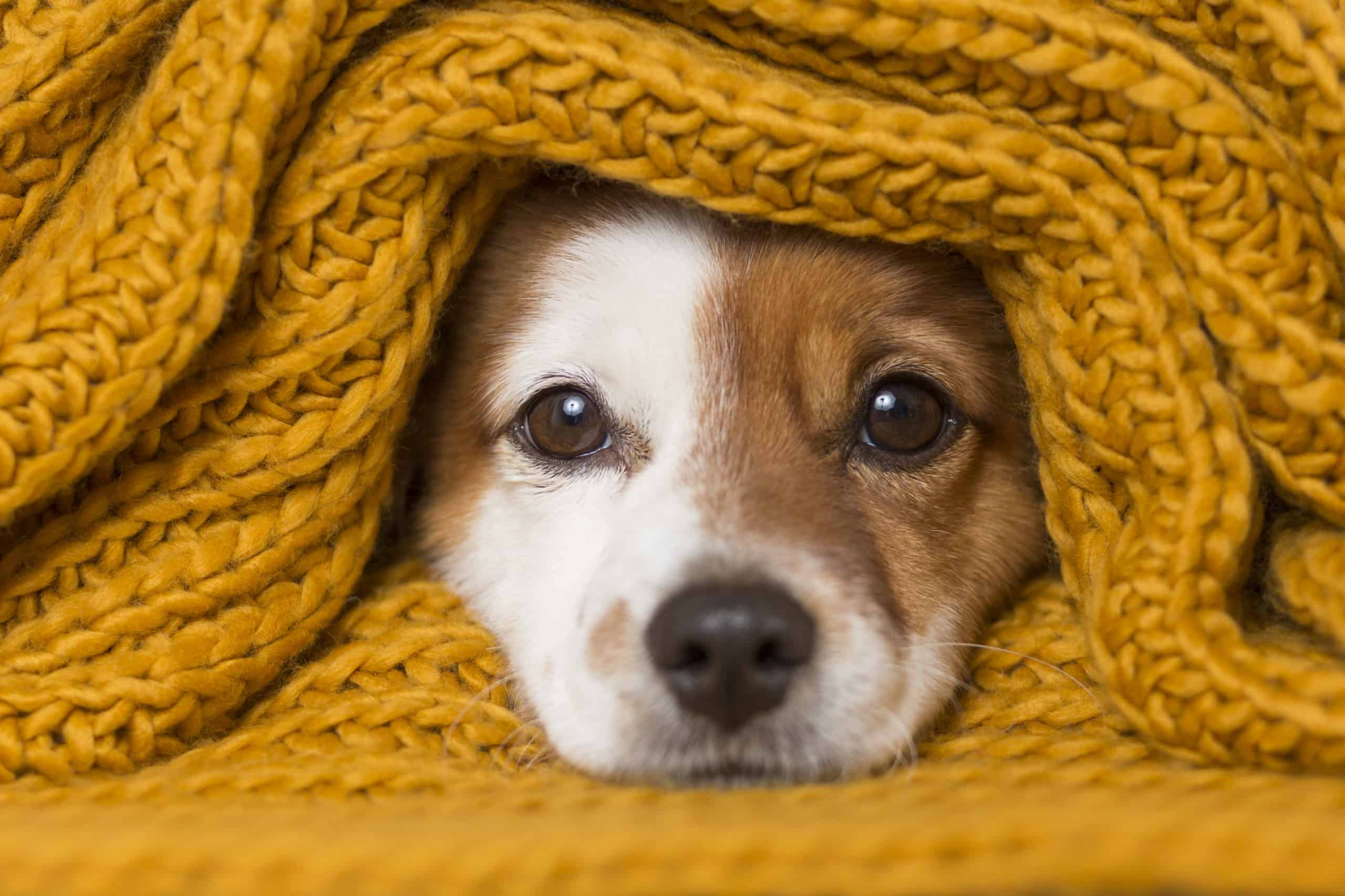 Why does my dog nibble blankets?