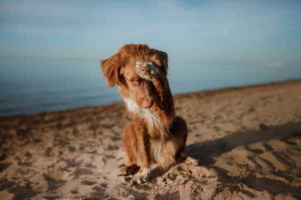 Do dogs poop on sand? (Or in a Sandbox)