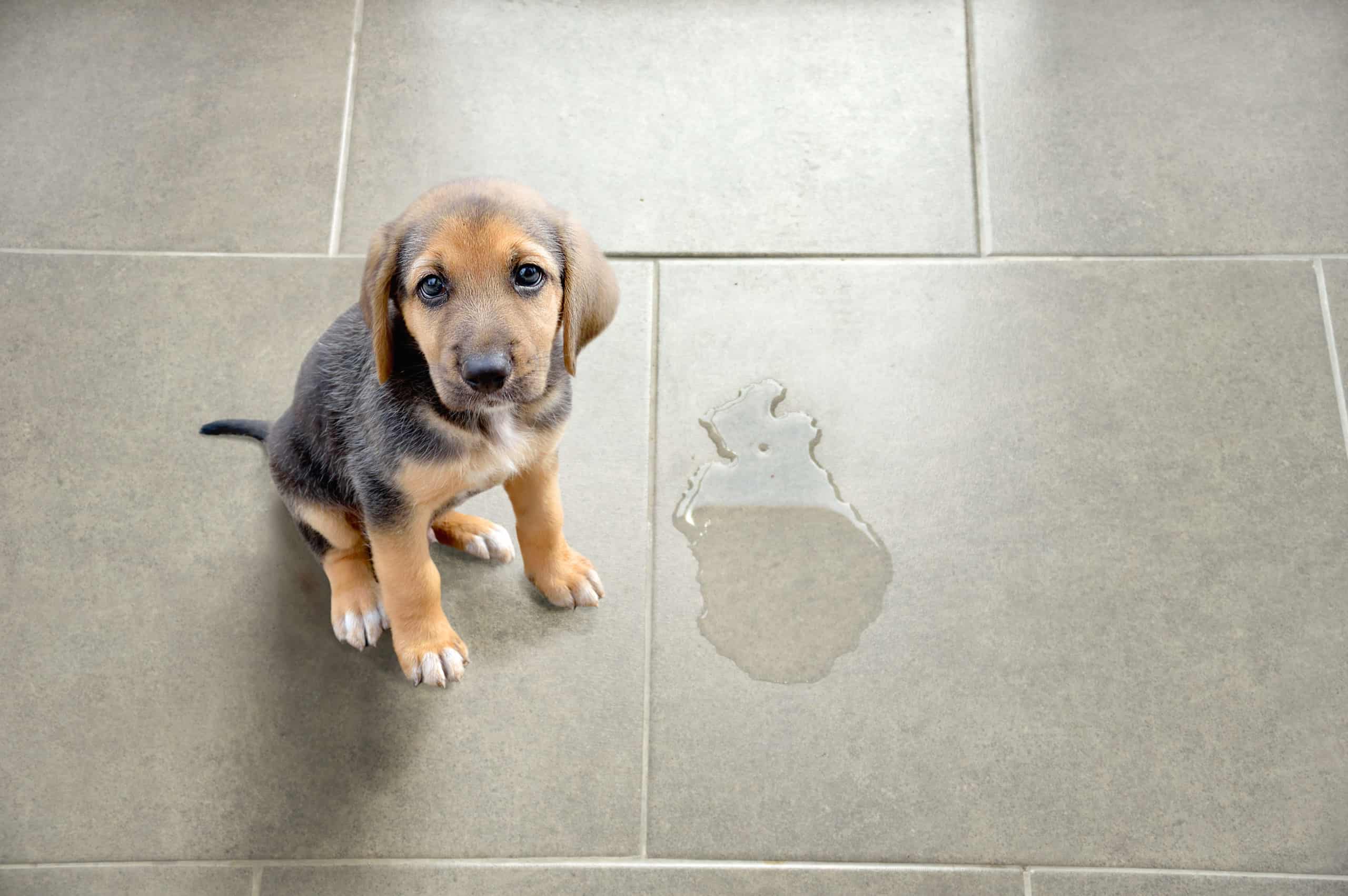 Why does my dog pee when he sees me?