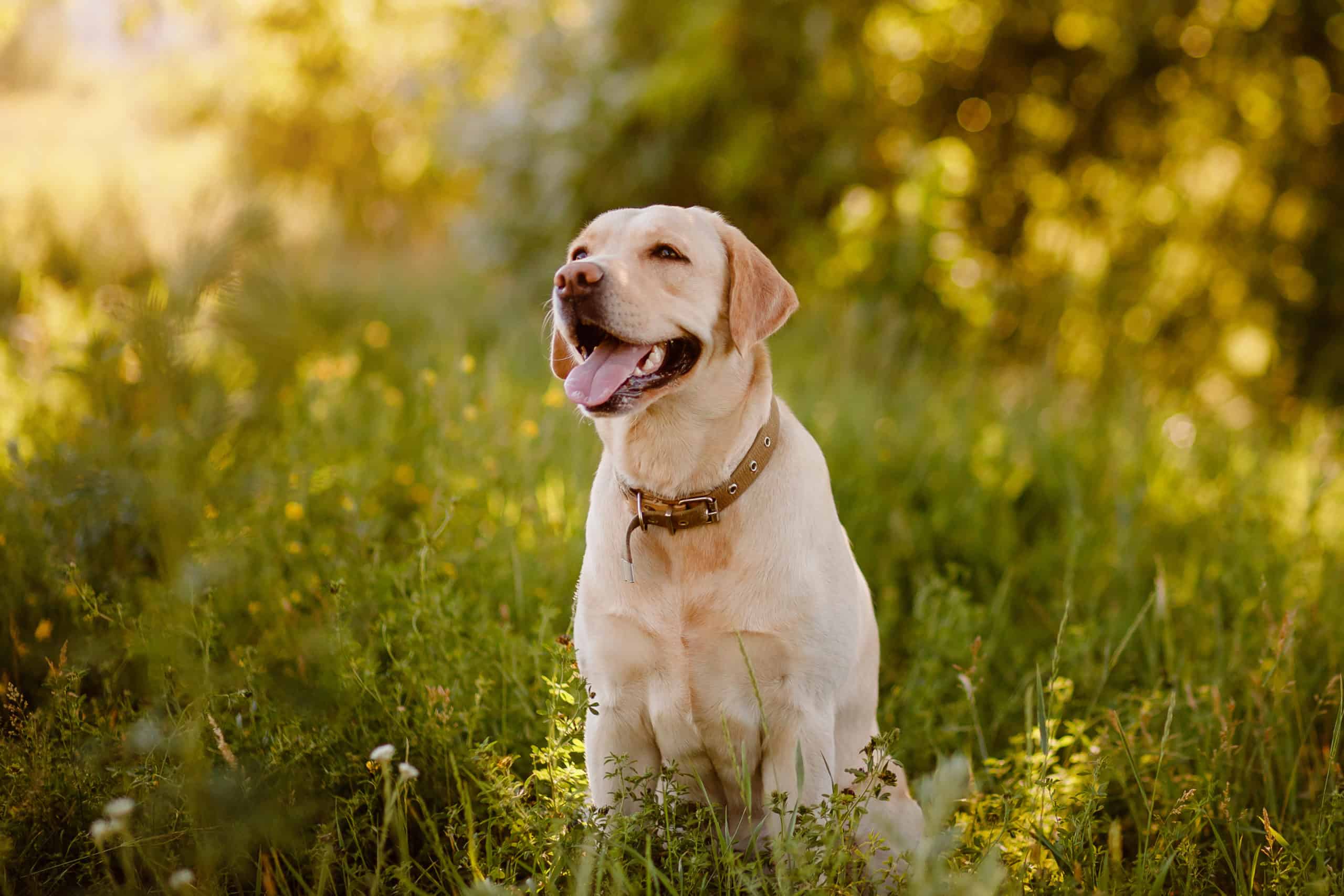 What happens if a dog eats a burr?