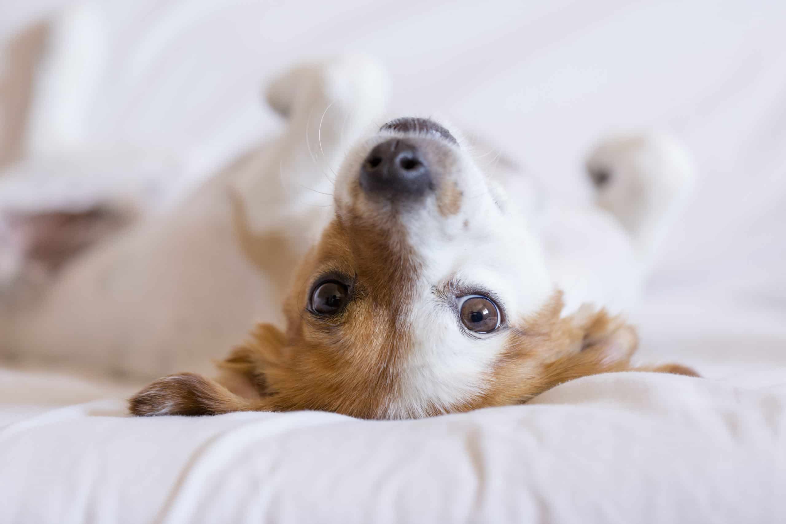 Why does my dog kick me with his back legs? - Pet Dog Owner