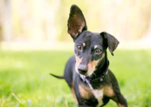 A small mixed breed dog with one upright ear and one floppy ear, listening with a head tilt