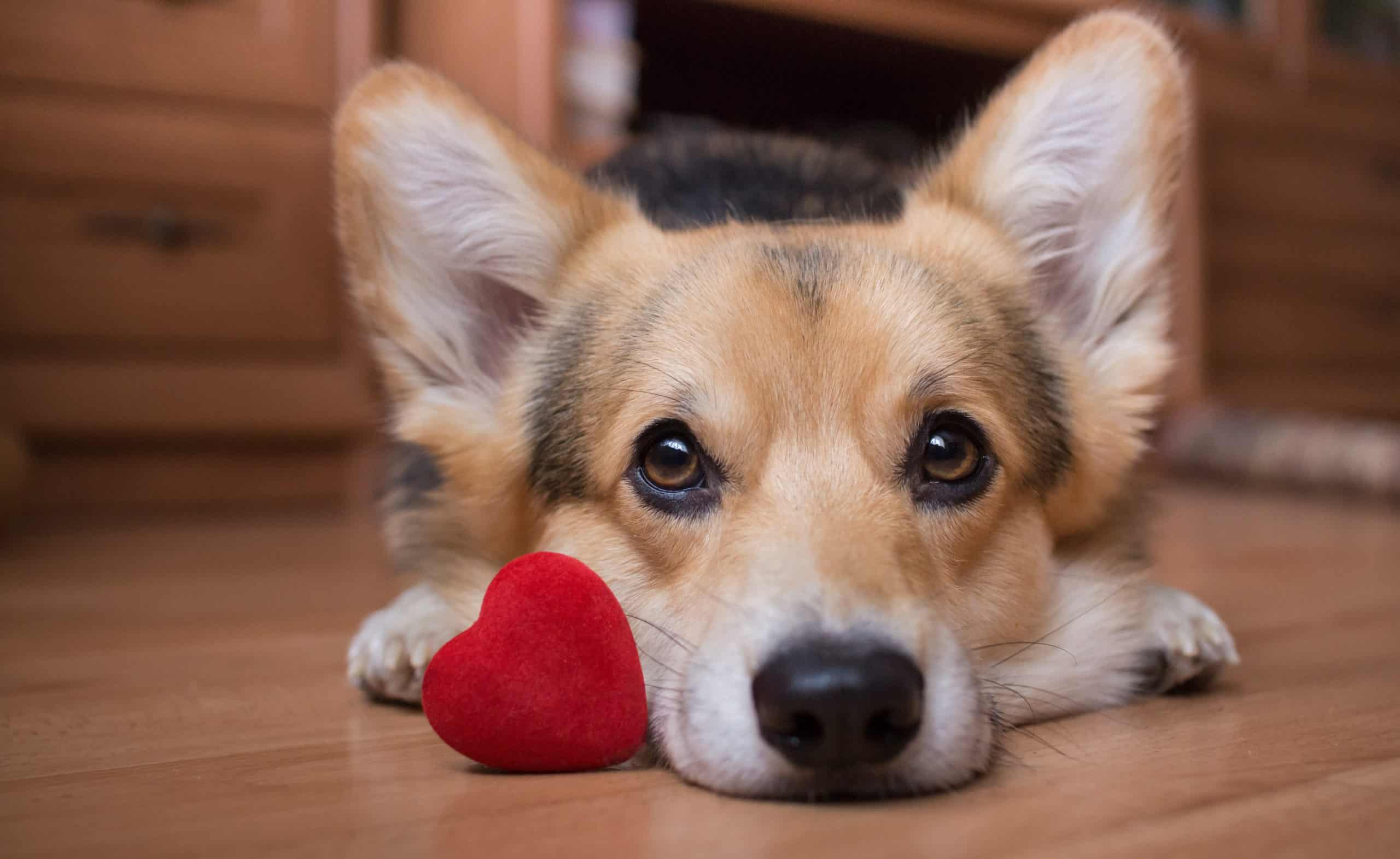 A dog with a red heart.
