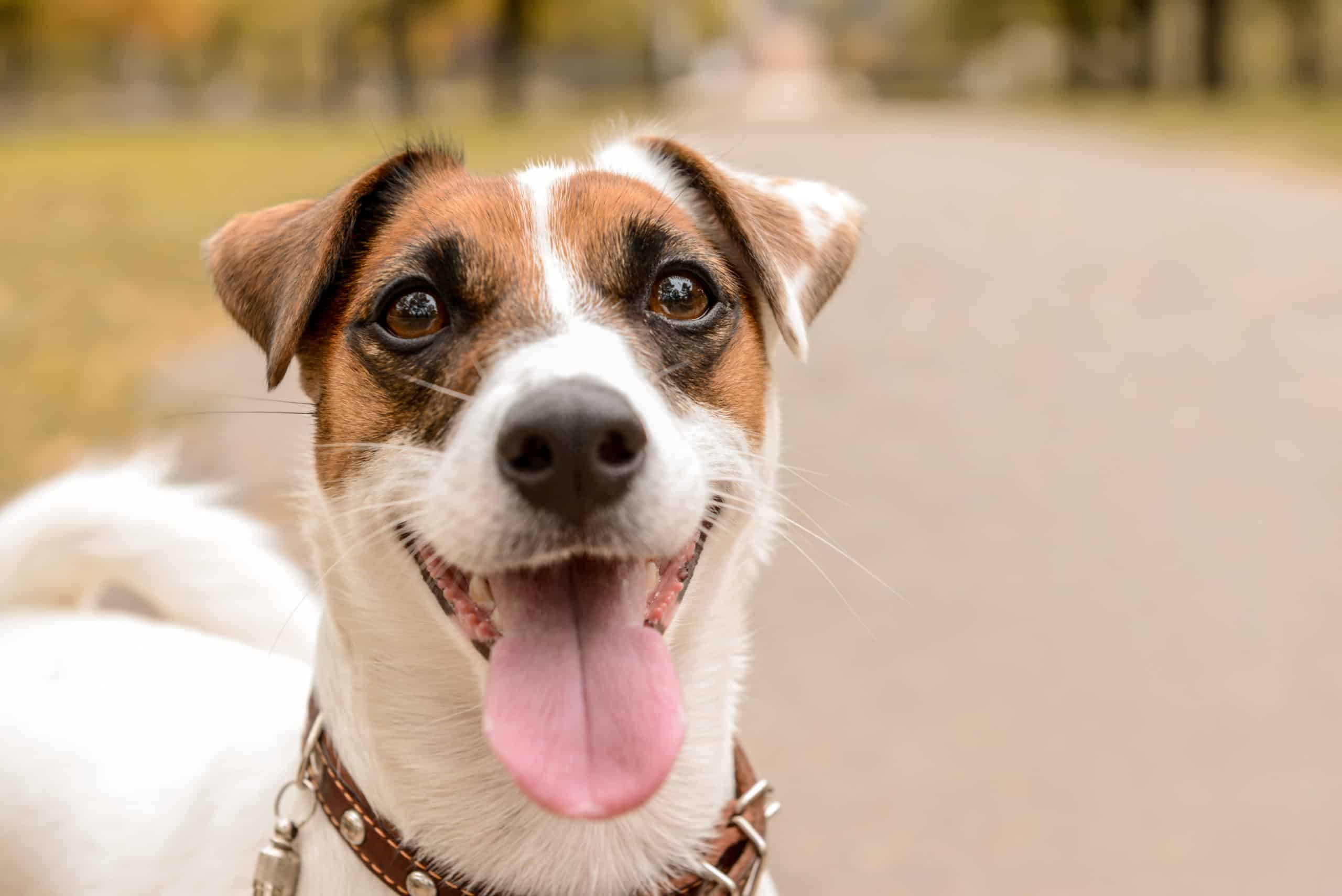 how long do dogs remember your scent