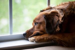 Sad Dog Looking Out Window Waiting For Owner