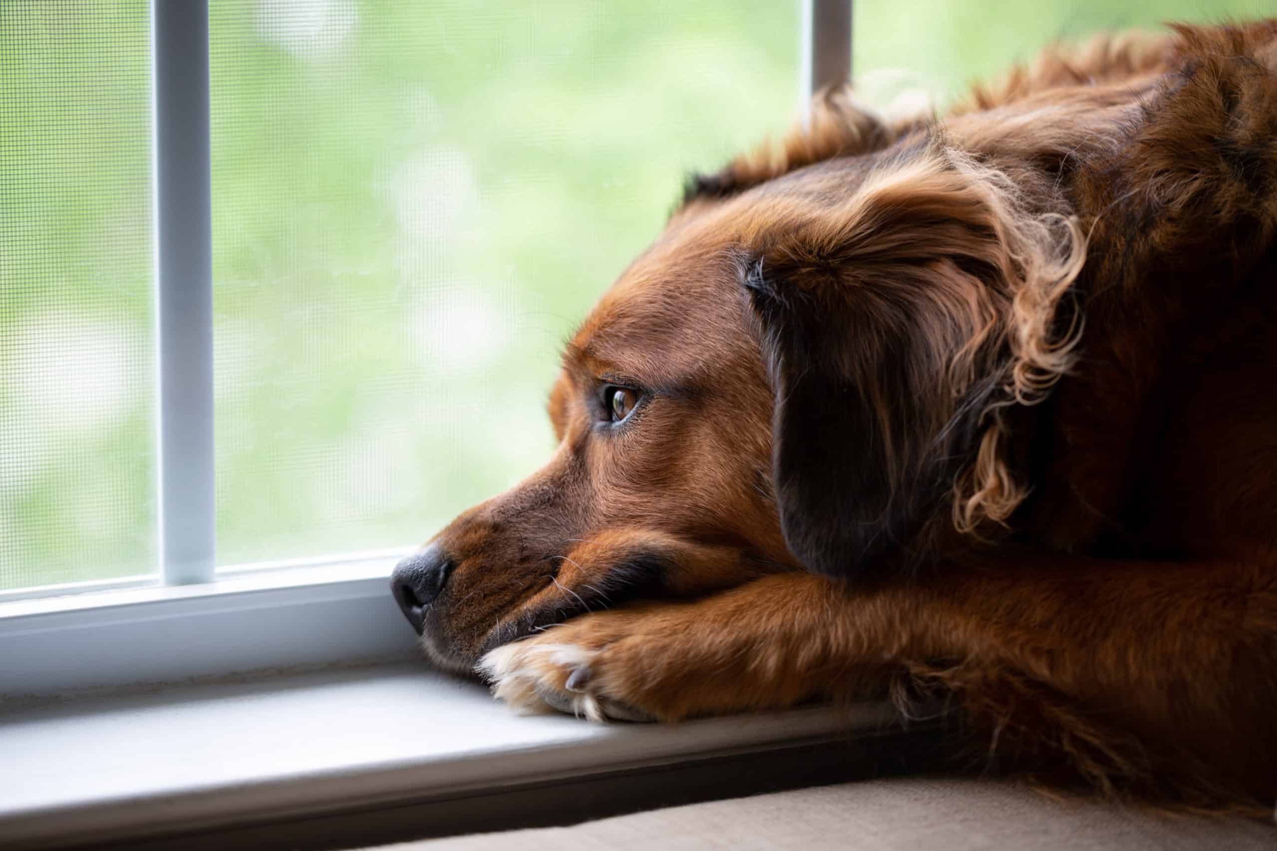 Do dogs get sad when their puppies leave?