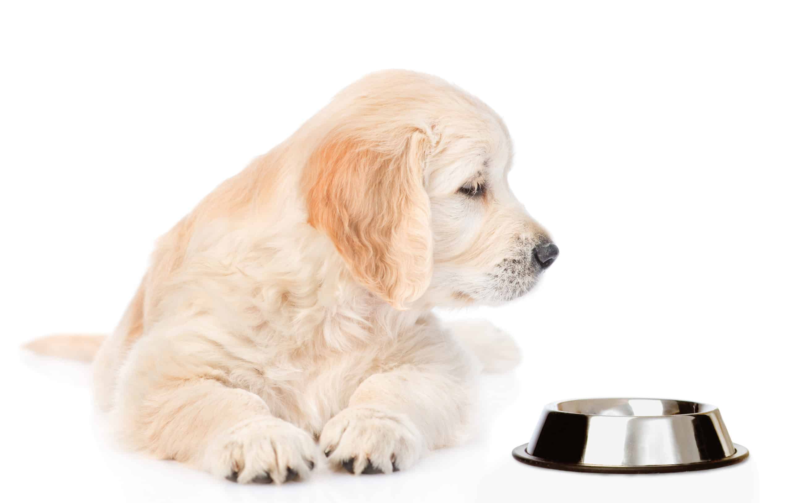 Why does my dog not poop after eating?