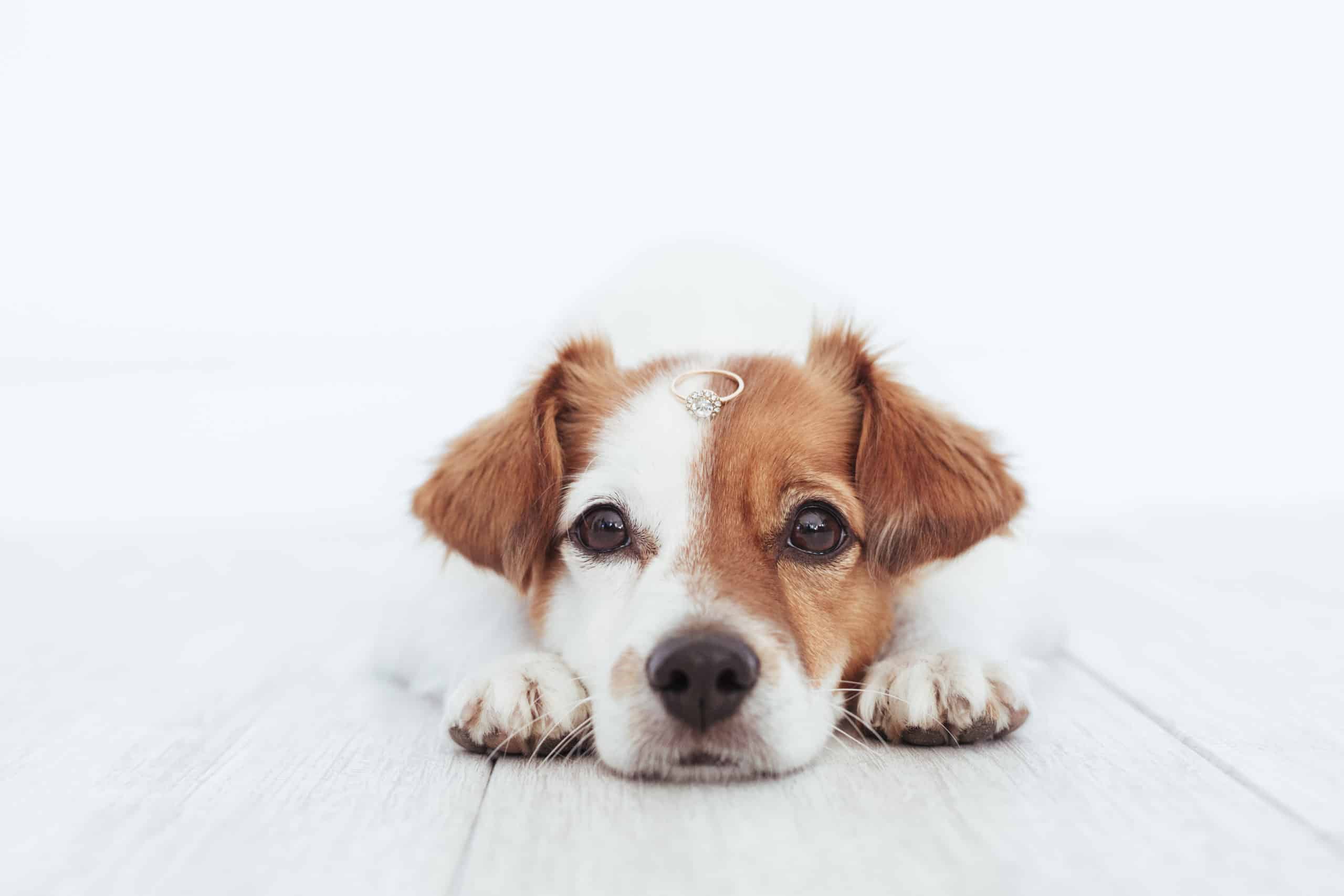 Why won’t my dog lay down after surgery?