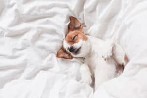 cute dog sleeping on bed, white sheets.morning