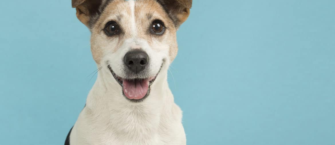 Portrait of a cute smiling Jack Russell terrier dog seen from the front on a blue background