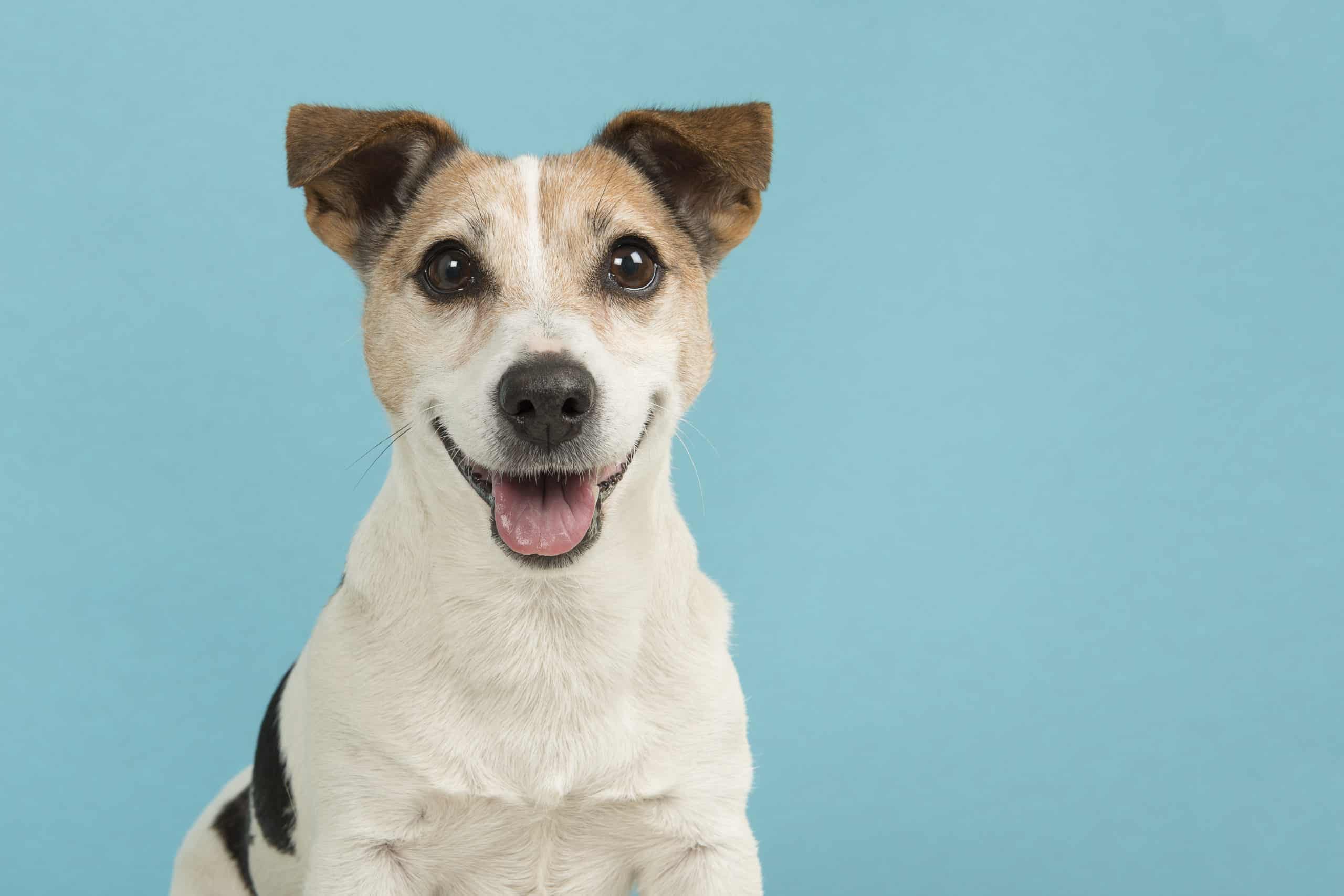 Portrait of a cute smiling Jack Russell terrier dog seen from the front on a blue background