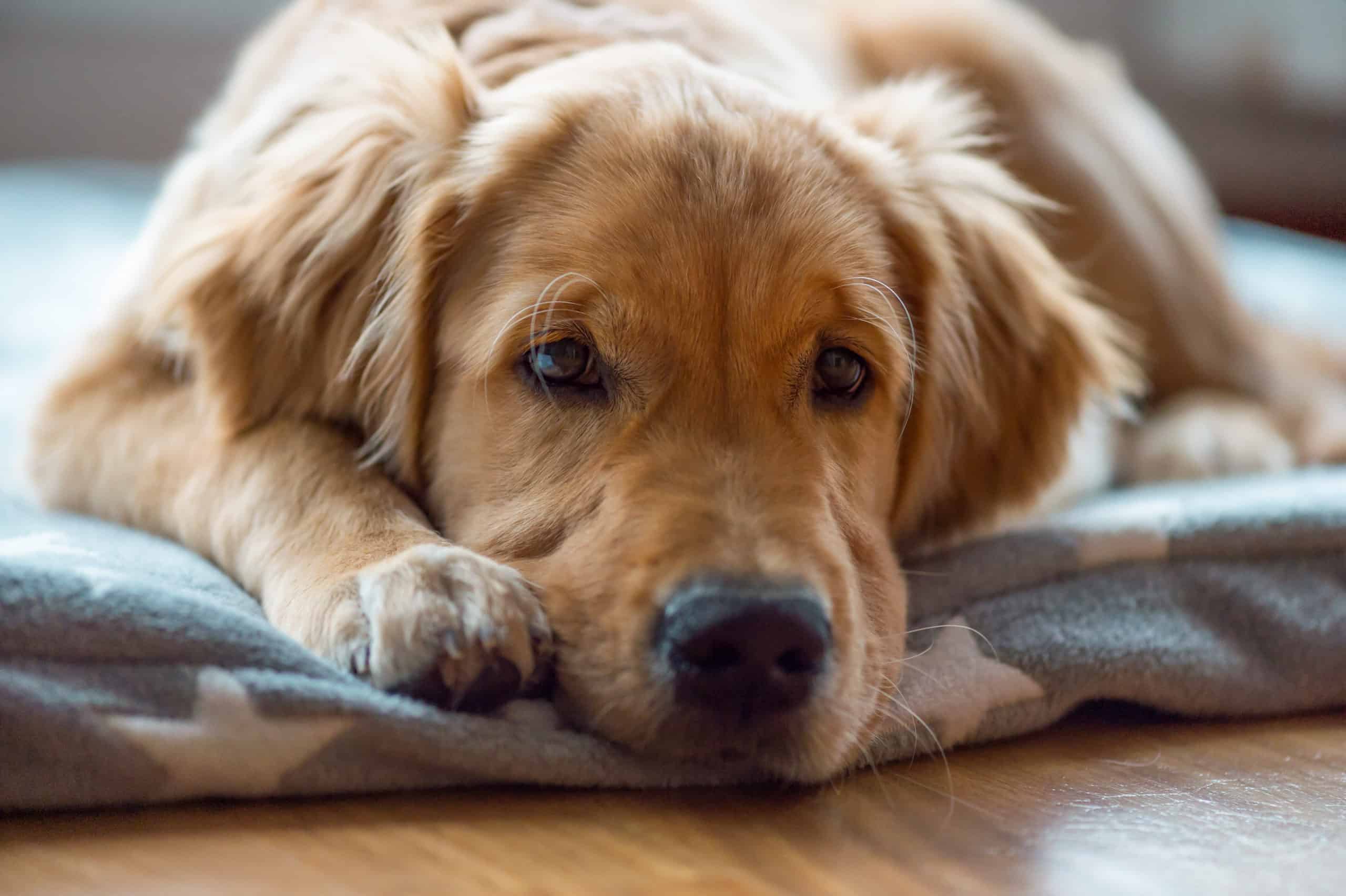 Portrait of a young and tired Golden Retriever boy, lying on a cozy blanket. Close up.