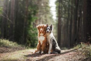 two dogs hugging. pet for a walk in the woods. Toller, Nova Scotia duck tolling Retriever and Border collie